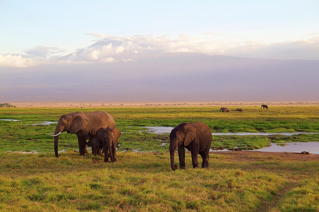 elephants, africa, safari, national park, kenya, animal world, wilderness, landscape, nature, environment, kilimanjaro, mountain, elephants, africa, africa, africa, safari, safari, kenya, kenya, kenya, kenya, kenya, environment, kilimanjaro, kilimanjaro, kilimanjaro