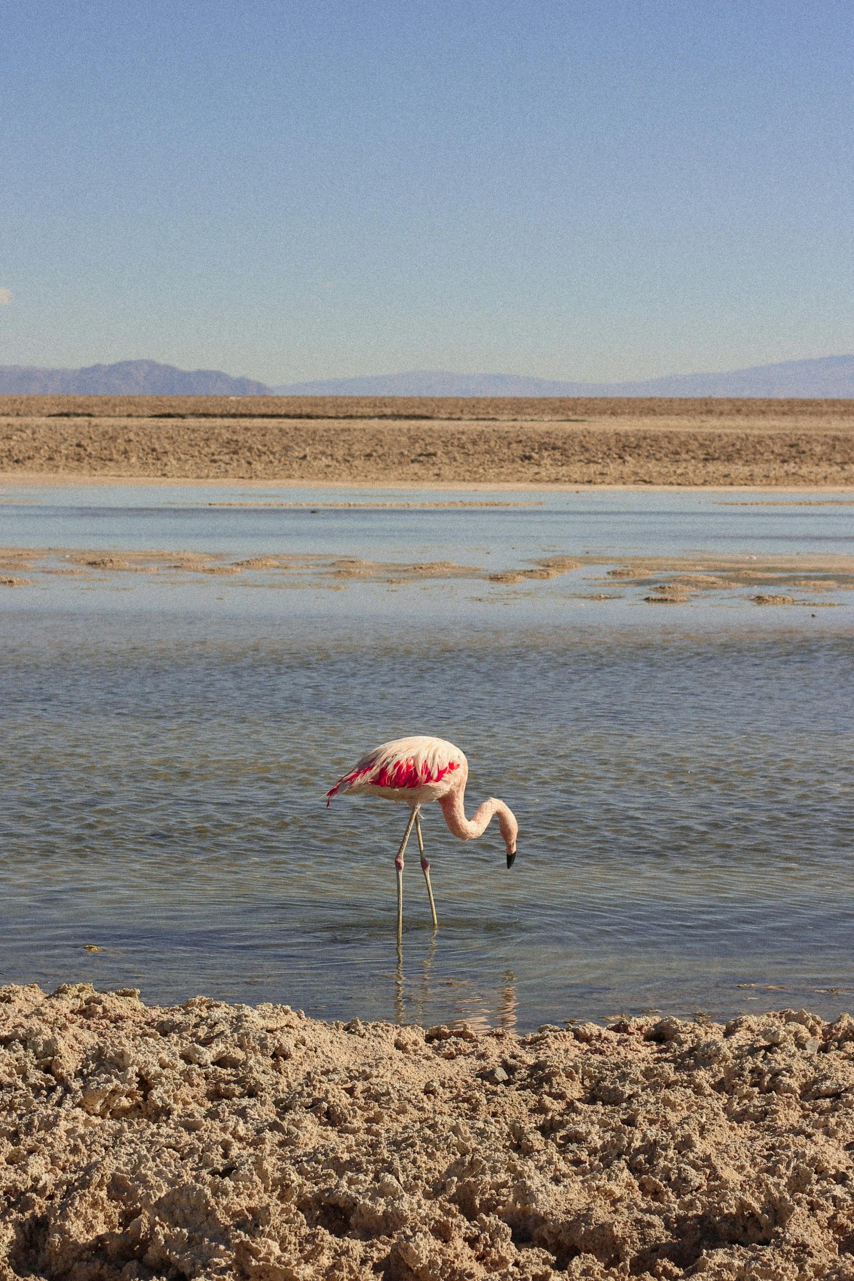 A lone flamingo wades in a serene lake in Atacama Desert, Chile.